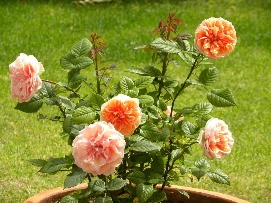 קייפטאון Applegarth B&B And Self-Catering Studios מראה חיצוני תמונה