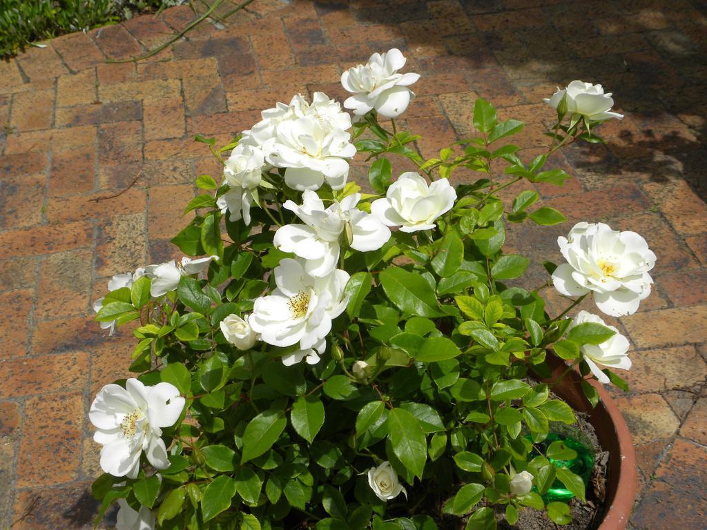 קייפטאון Applegarth B&B And Self-Catering Studios מראה חיצוני תמונה
